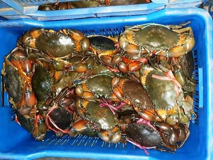 Fresh Live Crab - Premium seafood selection