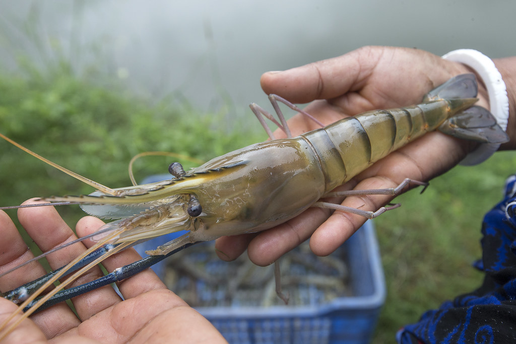 Fresh Tiger Shrimp - Premium quality seafood