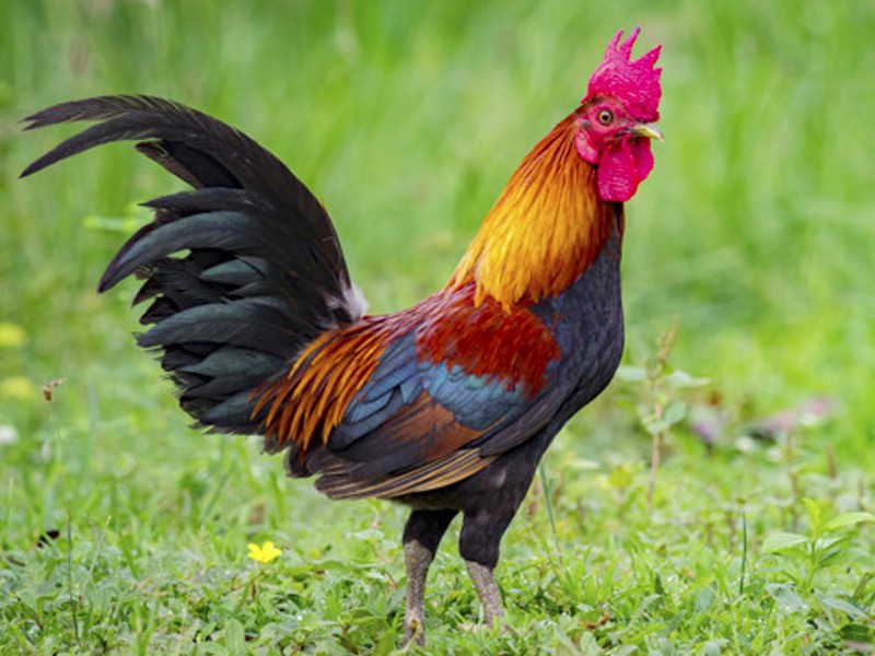 Fresh Deshi Chicken - Farm raised, antibiotic-free