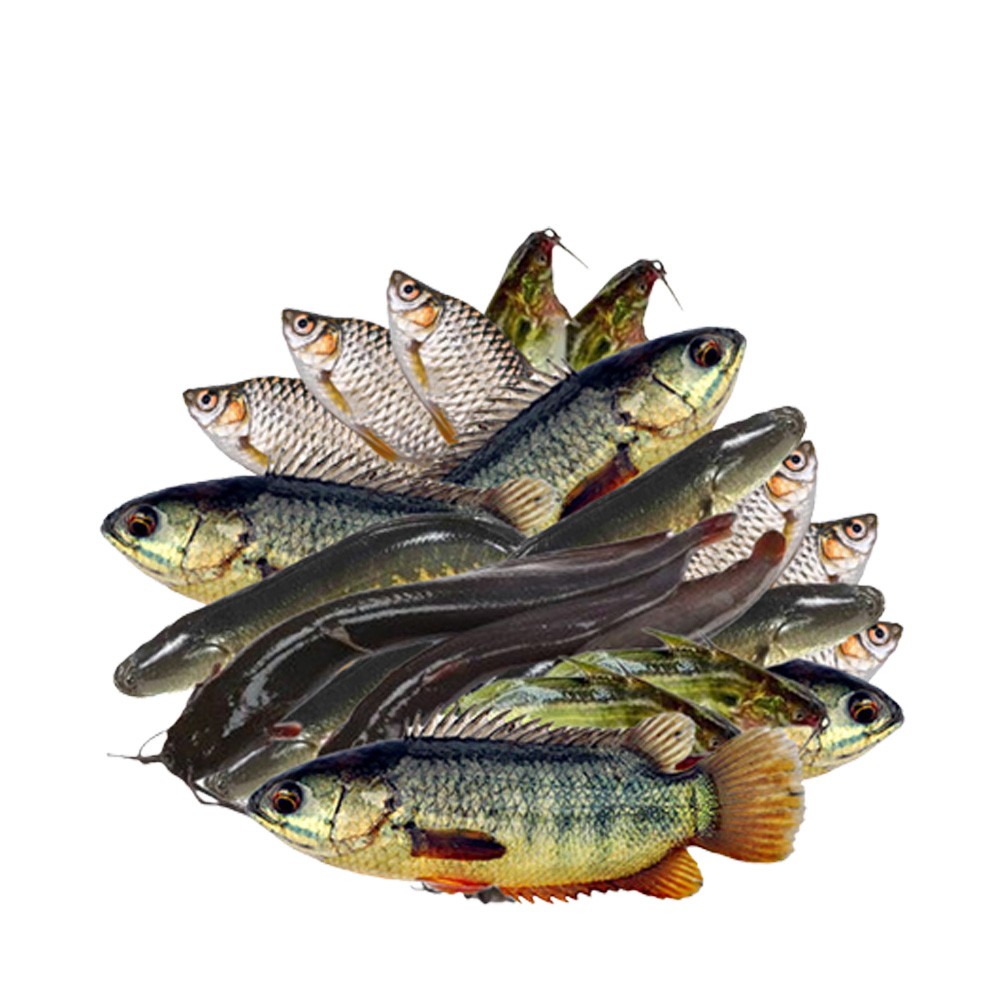 Fresh River Fish - Daily catch, multiple varieties