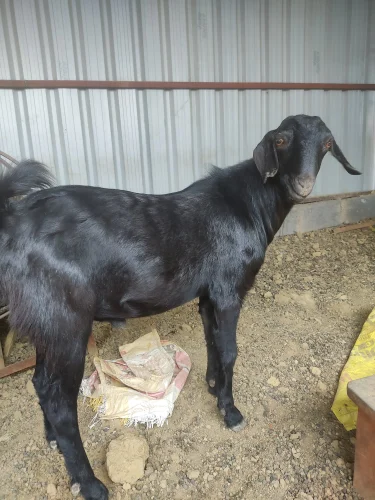 Fresh Deshi Goat Meat - Premium quality, halal certified