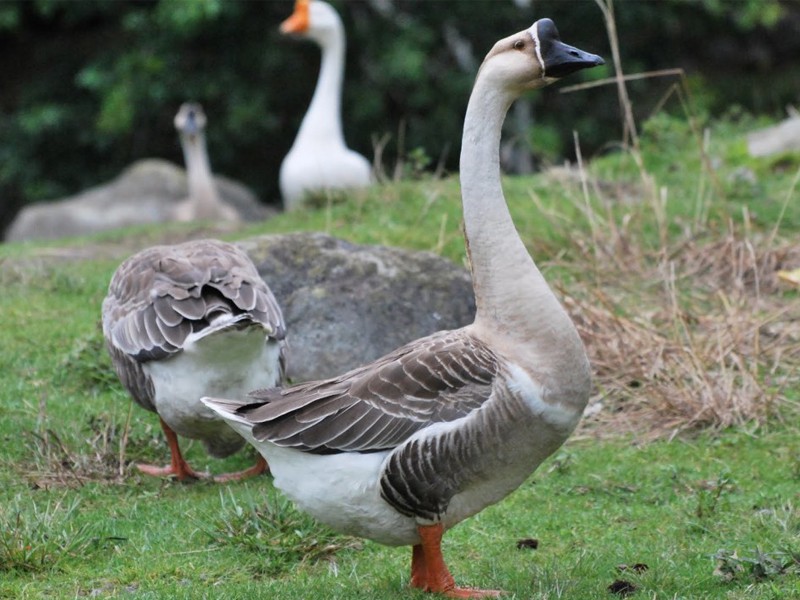 রাজ হাঁস - Premium Muscovy Duck, specialty breed
